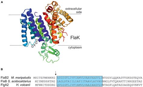 The Archaeal Type Iv Prepilin Peptidases A Crystal Structure Of Flak