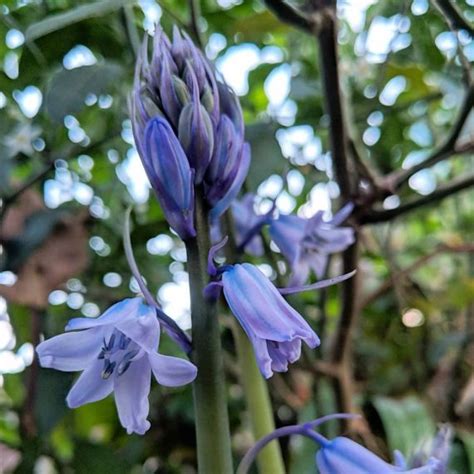 Spanish Bluebells Hyacinthoides Hispanica Weeds Of Melbourne