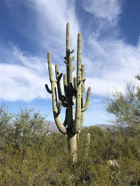 Saguaro National Park The Saguaro Cactus Can Grow Up To 60 Feet And