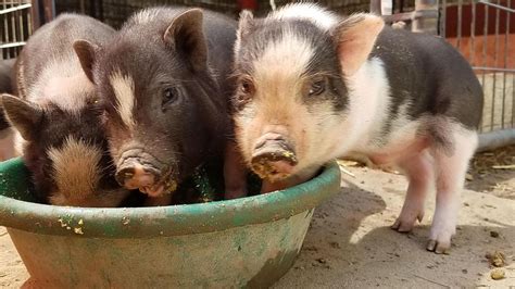 Teacup Pigs Are The Cutest Scam In The World Huffpost Contributor