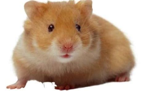 10 Interesting Hamster Facts My Interesting Facts