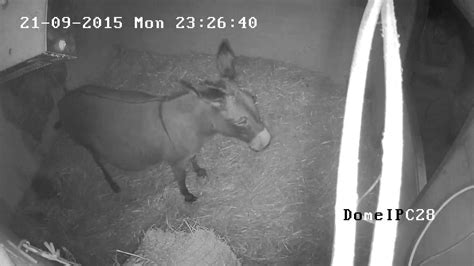 Tms Donkey Cam Captures Live Birth On Hd Ir Cctv In 1080p Youtube