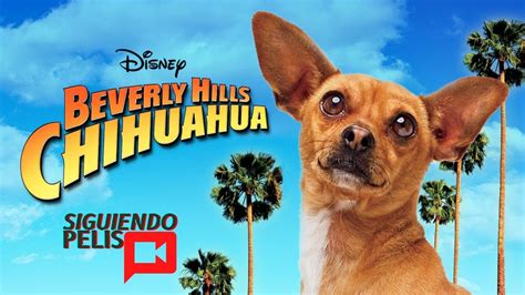 Una Chihuahua De Beverly Hills Resumen En 11 Minutos Youtube
