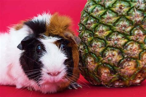 10 Adorably Funny Guinea Pig Pictures Petsvills