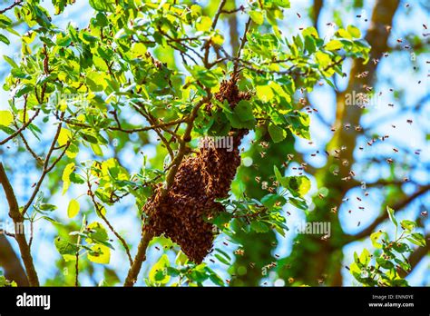 Wild Honey Bees Hi Res Stock Photography And Images Alamy