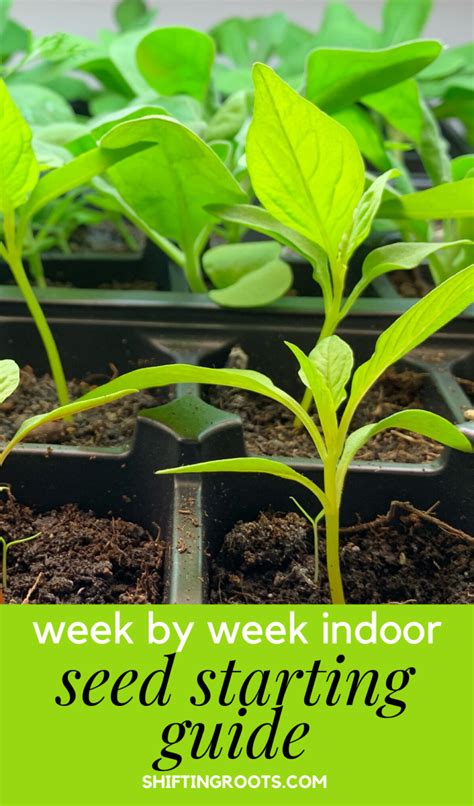 Indoor Seed Starting Schedule For Easy Vegetables And Flowers Starting