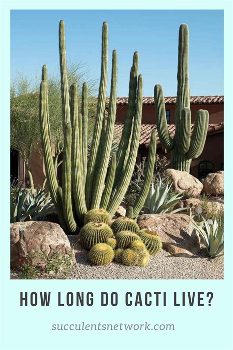 Plants growing in normal environmental conditions the thorns of these plants defend them from any thirsty animals that can hurt them and drink from their water reserves. How Long Do Cacti Live? | Desert landscaping, Cactus ...