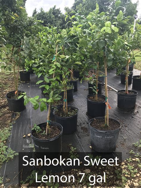 Sanbokan Sweet Lemon — Guacalina Nursery And Broker