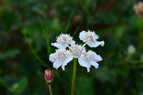 Well you're in luck, because here they come. Wildflowers of the Stirling Ranges: Best Wildflowers in ...