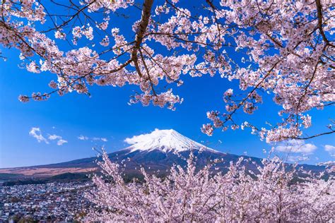 7 Great Cherry Blossom Spots Near Tokyo In 2020 Matcha Japan Travel Web Magazine There Are