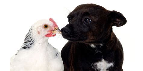 20 Dog Breeds That Are Good With Chickens
