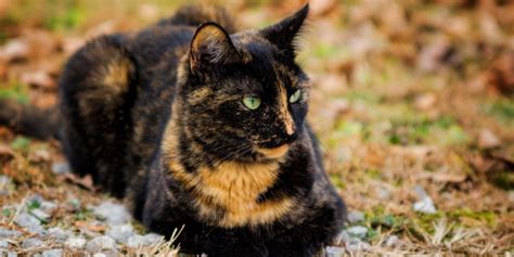 Tortoiseshell Cats Personality Characteristics Facts Pictures