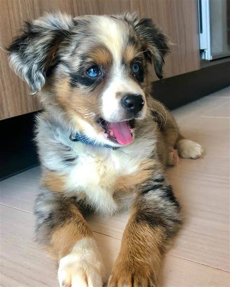 15 Interesting Facts About Australian Shepherds Page 5 Of 5 The Dogman
