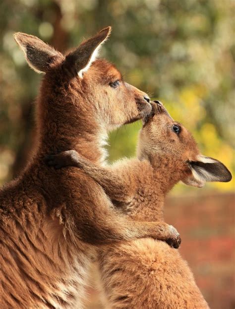 Kangaroo Mother Hugging Her Joey Nature Animals Animals And Pets Baby