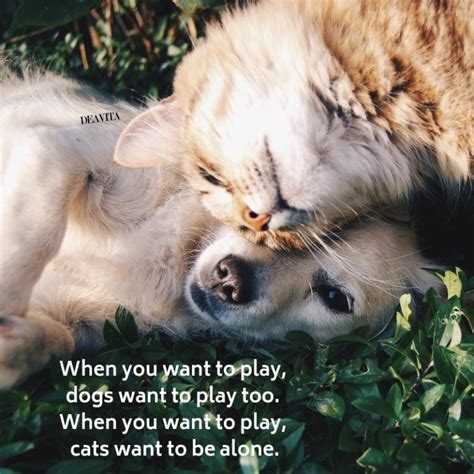 Dog And Cat Funny Quotes
