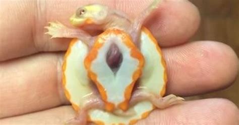 Tiny Albino Turtle Born With Heart Beating Outside Chest Finds Forever