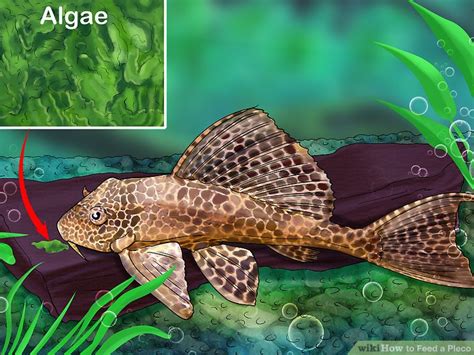 We did not find results for: 3 Ways to Feed a Pleco - wikiHow