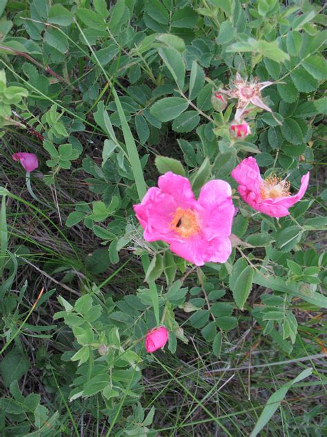 Rosa Acicularis