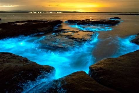 The Best Cocoa Beach Bioluminescence Tours In Always On The Shore