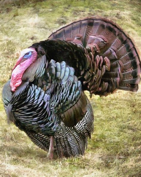 Black Turkey Thanksgiving Turkey Live Turkey Bird Holiday