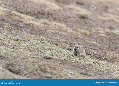 Wild Plateau Pika Ochotona Curzoniae In Tibet Stock Photo Image Of