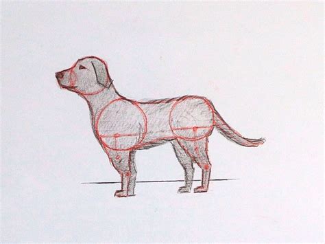 How To Draw A Dog Step By Step Gathered Gathered