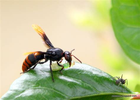He's darn lucky i shot him with only a camera! Tropical Nature Photos: A Wasp's Meal Interfered by an Ant