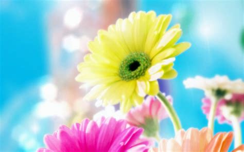 Download Beautiful Flowers Wallpaper Desktop All By Taylord58