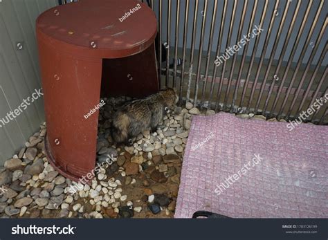 Globally Endangered Species Korean Racoon Dog Stock Photo Edit Now
