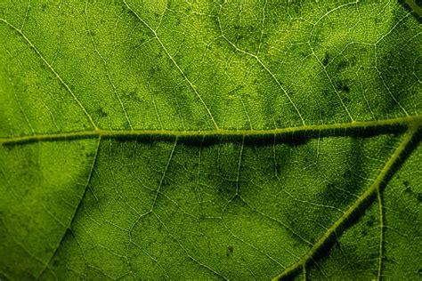Leaf Macro Photography