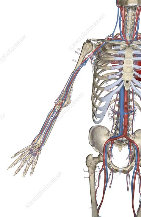 The Circulatory System Stock Image C0081939 Science Photo Library