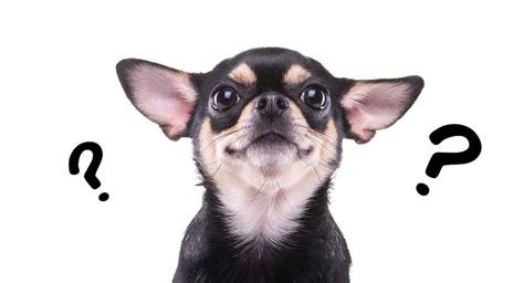 What Are Chihuahuas Descended From