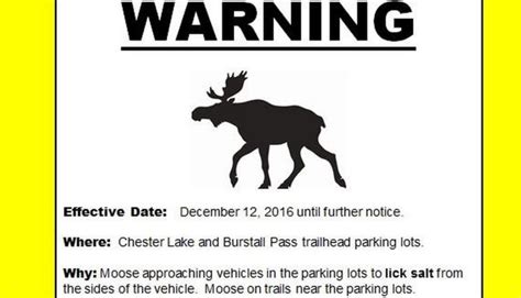 Canadians Warned About Car Licking Moose Bbc News