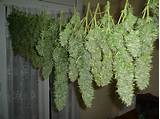 Pictures of Drying Marijuana Buds