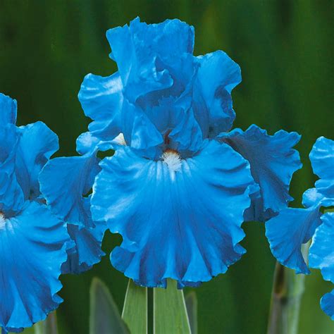 Van Zyverden Iris Bearded Full Tide Dormant Bulb Full Sun 6 Hrs Blue