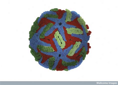 Spread of the Intelligent Dengue Virus