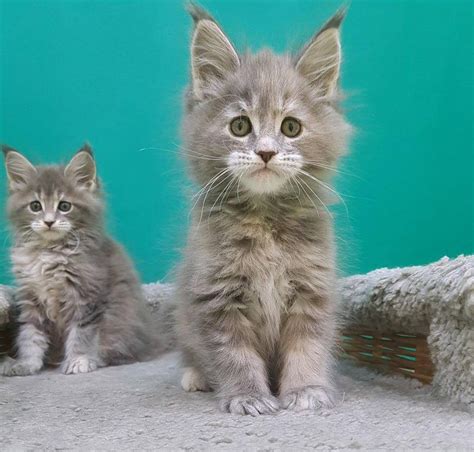 Find the maine coon kitten you are looking for on the following list with kittens from the best cat breeders at present. Maine Coon Cats For Sale | Atlanta, GA #258841 | Petzlover