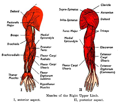 Shoulder Muscles Diagram Telcel2u Shoulder Muscles Divided Into