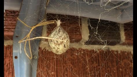 Whats Inside A Spider Egg Sack Youtube