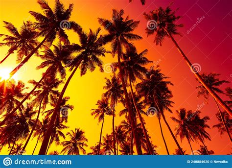 Tropical Beach Sunset With Palm Trees Silhouettes Stock Photo Image