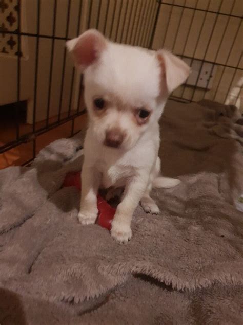 1 White Female Chihuahua Puppy For Sale In Great Barr West Midlands