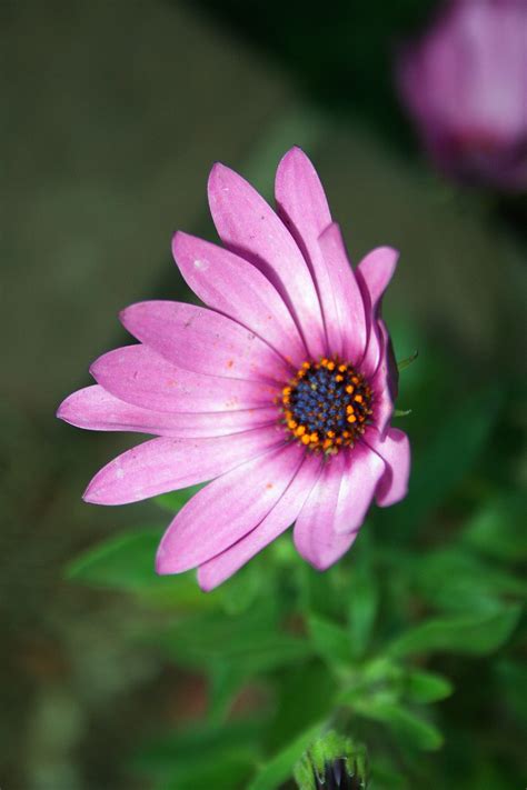 Purple Pink Daisy Free Stock Photo Public Domain Pictures