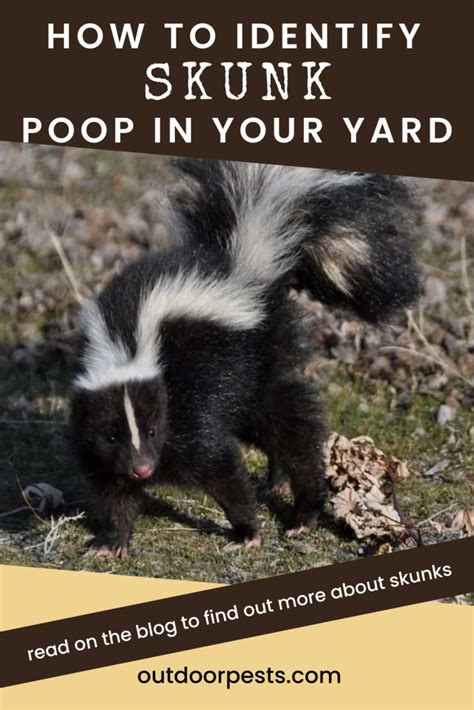 Skunk Poop Everything You Need To Know Outdoor Pests