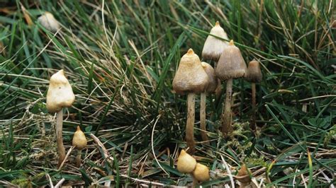 Magic Mushrooms Promising In Depression Bbc News