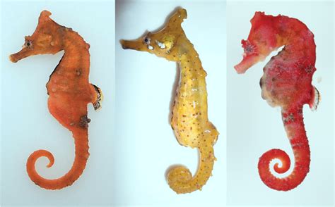 Marine Biologists Discover New Species Of Seahorse Hippocampus Haema