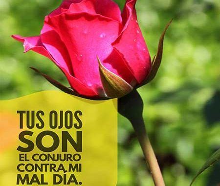 More images for fondos de flores vintage con frases » Imagenes de Rosas Rojas con Frases Bonitas - ROSAS DE AMOR