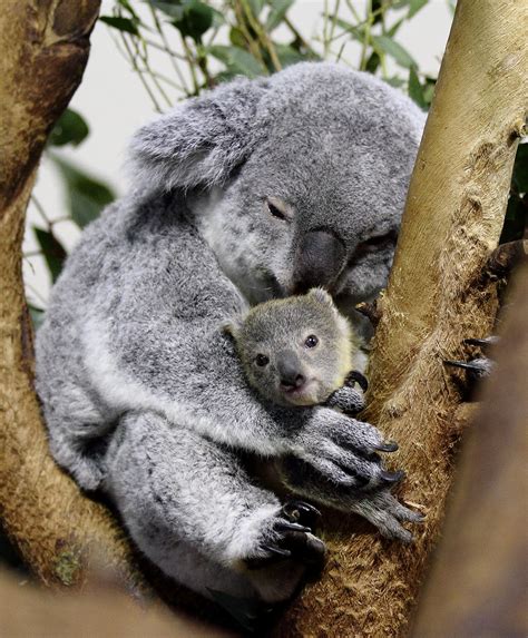 Koala Baby Owen With Mother Lottie The Zoo Dude Flickr