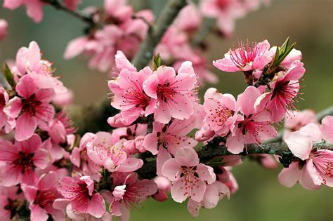Hd Wallpaper Blossoms Bright Flowers Petals Pink Plum Spring