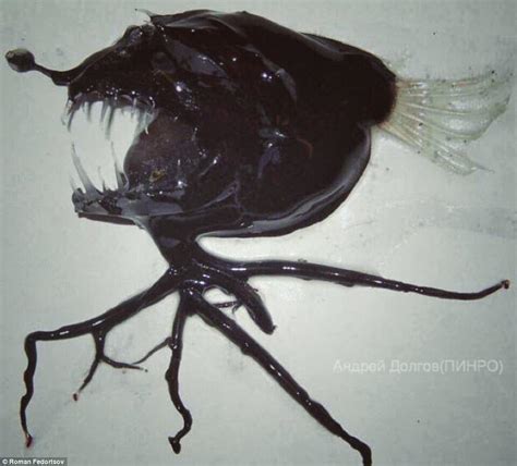 Bearded Sea Devil Is A Part Of Nature That I Never Want To Visit R