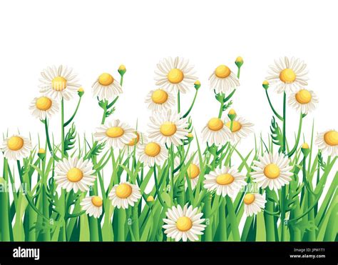 Bouquet Realistic Daisy Camomile Flowers On White Background Vector